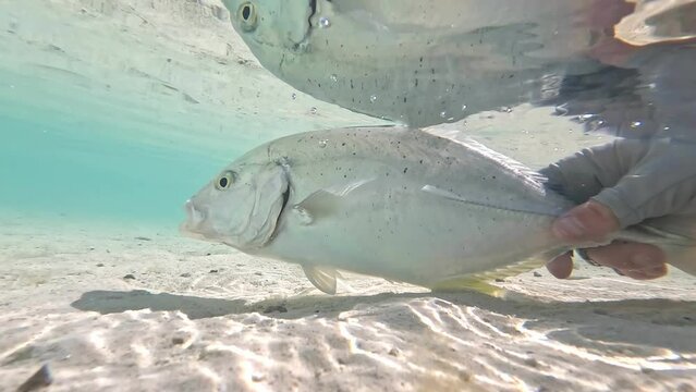 Fisherman releases small trevally fish in clear tropical water over sand  slow motion
