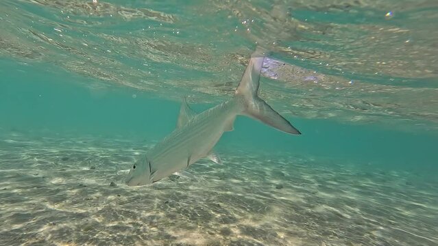 Bonefish released underwater by fly fisherman in clear tropical water during fishing holiday