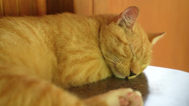 Cat sleeping in the wild closeup.