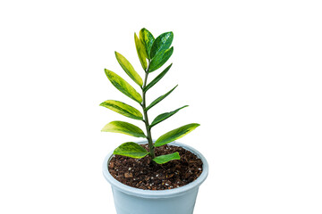 Zamioculcas ( ZZ plant ) isolated on white background. This has clipping path.