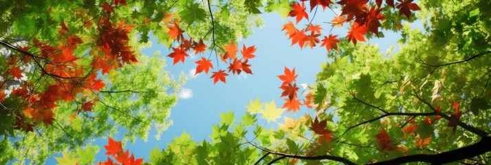 Obraz na płótnie Canvas Sky above the autumn maple leaves forest background