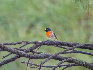 Scarlet Robin Exposed