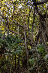 Banyan trees and Kentia Palms on Lord Howe Island, Australia