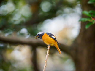 木の実を咥えて止まり木にとまるジョウビタキ