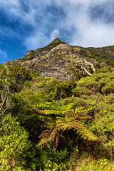 Looking up towards Mt Lidgbird, Lord Howe Island, Australia