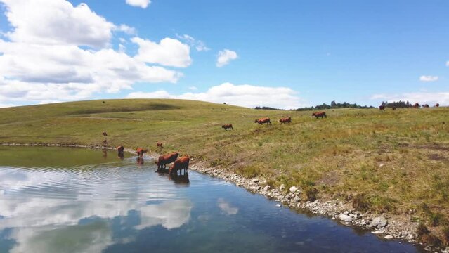 Free Range Cattle Herd of Cows Grazing Freely Along Lake Pasture, Drinking Water | Grass Fed Beef Agriculture Farming Livestock ,Cattle Ranching | Migrating Roaming Freely, Ethical Farming | 1 of 12
