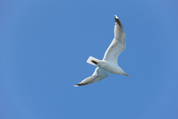 Obraz premium Möwe an der Ostsee