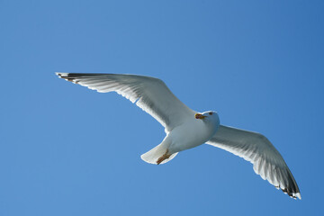 Möwe an der Ostsee