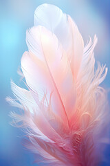 Beautiful feathers for background