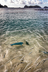 View of fish in shallow water at Neds Beach, Lord Howe Island, Australia