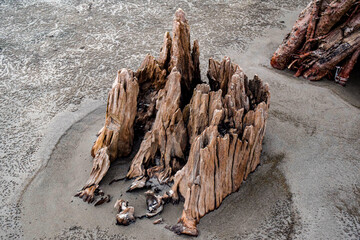  Tree Stump on the beach