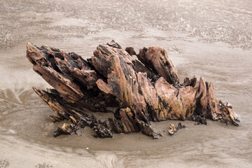 Natural driftwood on the beach