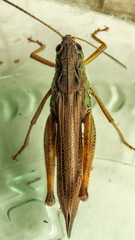 Macro shot of a grasshopper, top view.