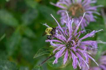 Close up texture background view of a purple color wild bergamot (monarda fistulosa) wildflower, with view of a bumblebee