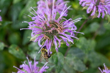 Close up texture background view of a purple color wild bergamot (monarda fistulosa) wildflower, with view of a bumblebee