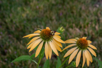 Abstract texture background view of yellow coneflowers (echinacea), with defocused background and view of a bumblebee