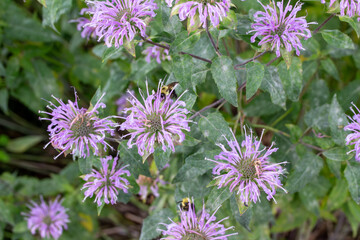 Obraz premium Close up texture background view of purple color wild bergamot (monarda fistulosa) wildflowers, also known as called bee balm