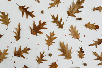 Minimal autumn fall pattern. Dried oak tree leaves and acorns on white background