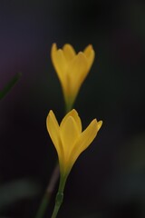Blooming yellow flowers , Fairy Lily, Rain Lily, Zephyr Flower on dark background