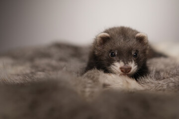 Fototapeta premium Ferret five weeks old baby posing for portrait on rabbit fur
