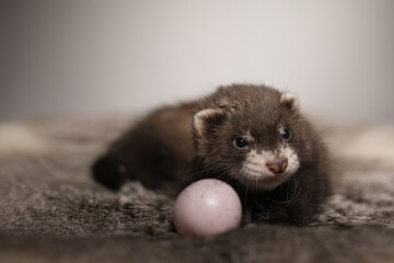 Ferret five weeks old baby posing for portrait on rabbit fur