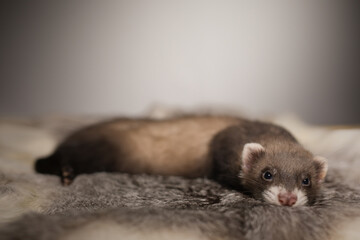Ferret five weeks old baby posing for portrait on rabbit fur