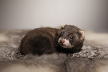Ferret five weeks old baby posing for portrait on rabbit fur