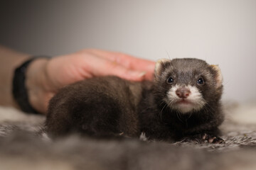 Ferret five weeks old baby posing for portrait on rabbit fur