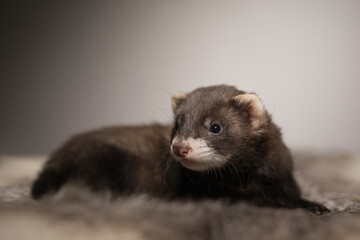 Ferret five weeks old baby posing for portrait on rabbit fur