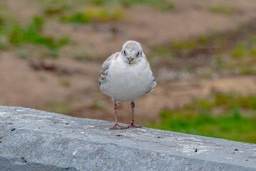 Архангельск. Чайка