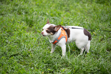 Small dog on a leash in the green grass.