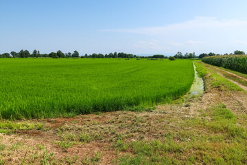 Po Valley Italy panorama landscape fields crops corn wheat soy agriculture