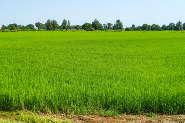 Obraz premium Po Valley Italy panorama landscape fields crops corn wheat soy agriculture