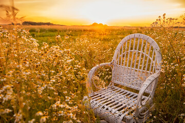 Vintage white chair in a field at sunrise or sunset . The concept of summer outdoor recreation, relaxation and enjoyment 