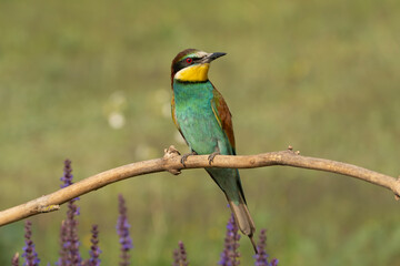 European bee-eater - Merops apiaster perched at green background. Photo from Kisújszállás in Hungary.