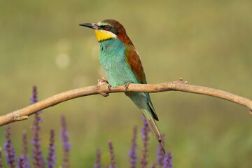 European bee-eater - Merops apiaster perched at light green background. Photo from Kisújszállás in Hungary.