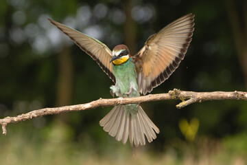 European bee-eater - Merops apiaster landing on perch with spread wings at light green background. Photo from Kis&uacute;jsz&aacute;ll&aacute;s in Hungary.