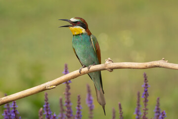 European bee-eater - Merops apiaster perched with open beak at light green background. Photo from Kisújszállás in Hungary. 