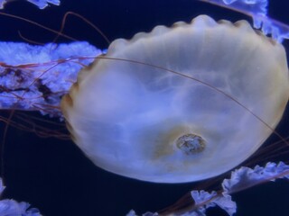 水槽の中のクラゲ3