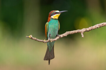 European bee-eater - Merops apiaster perched at dark green background. Photo from Kisújszállás in Hungary.