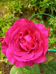 Bright flower bed with pink roses