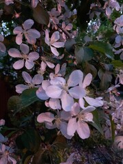 Background from beautiful blooming apple trees