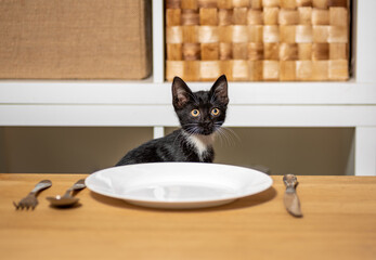 hungry black and white kitten sitting at a wooden table in front of an empty plate and cutlery