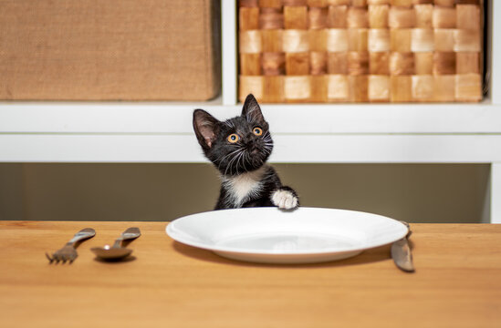 hungry black and white kitten sitting at a wooden table in front of an empty plate and cutlery