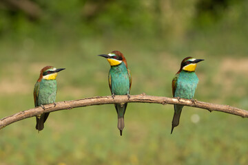Three european bee-eaters - Merops apiaster perched at light green background. Photo from Kisújszállás in Hungary.