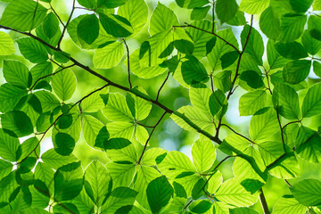 Fototapeta na wymiar Green, fresh leaves on the tree in the forest at summer. Green background concept.