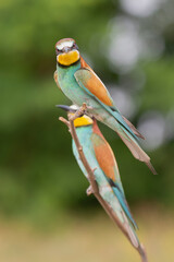 Two european bee-eaters - Merops apiaster perched at light green background. Photo from Kisújszállás in Hungary. Vertical.