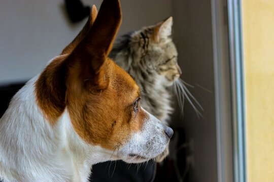 Chien et chat