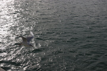 Naklejka premium Mouette
