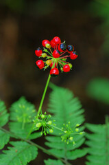 ソウシシヨウニンジンの実